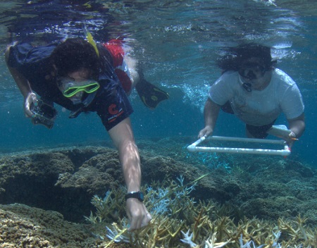 Coral Reef Surveying
